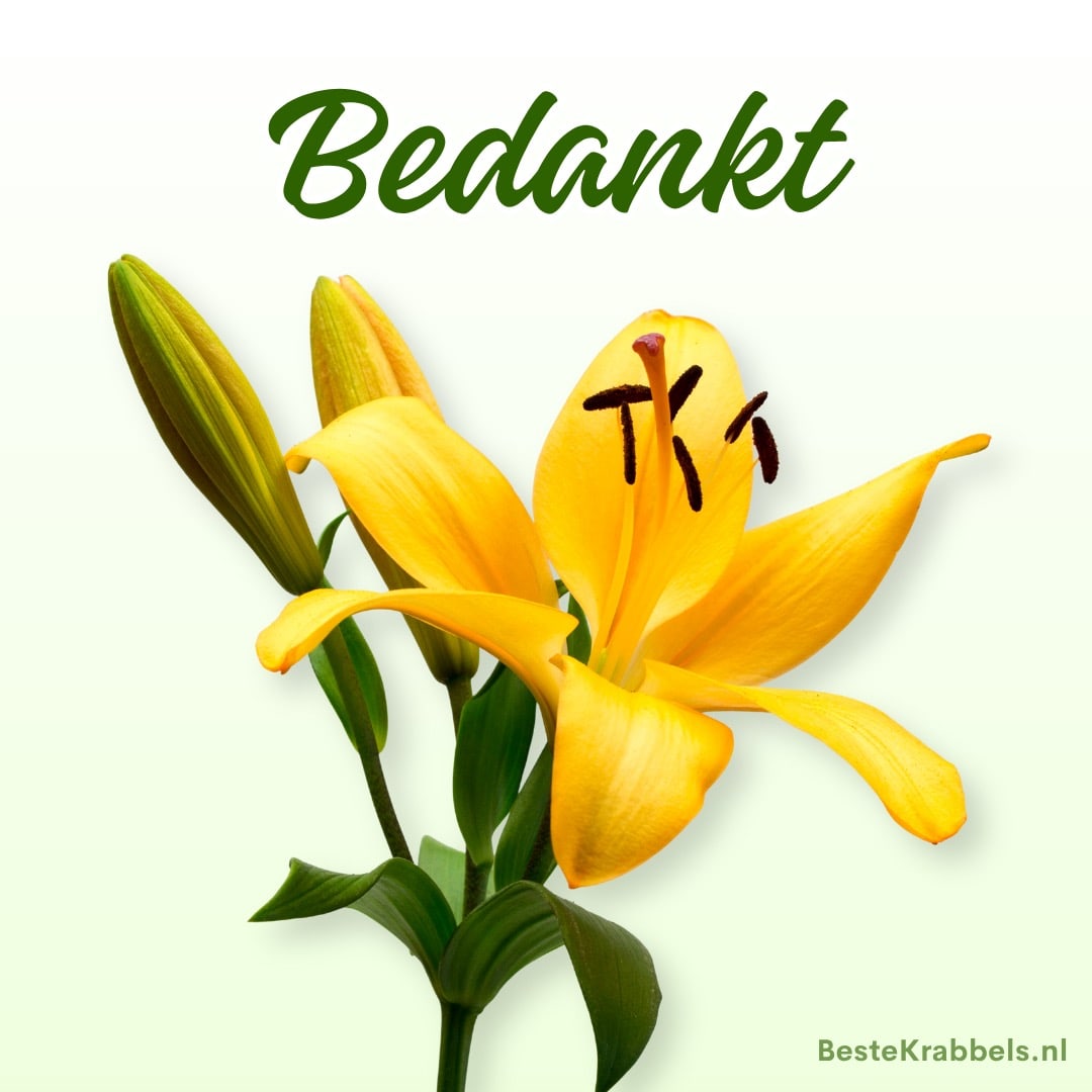 Gele lelie met groene knoppen op lichte achtergrond en de tekst 'Bedankt' bovenaan