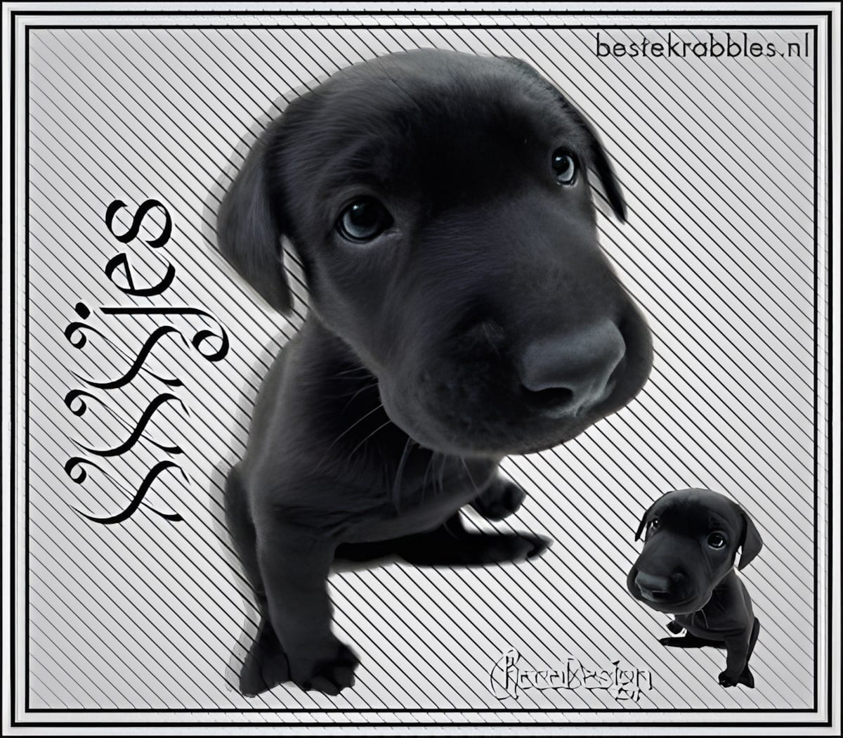 Een schattige zwarte labrador puppy met grote ogen kijkt nieuwsgierig en lief