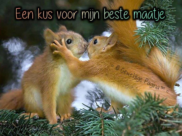 Twee eekhoorns delen een liefdevol moment tussen dennentakken met de tekst: 'Een kus voor mijn beste maatje'