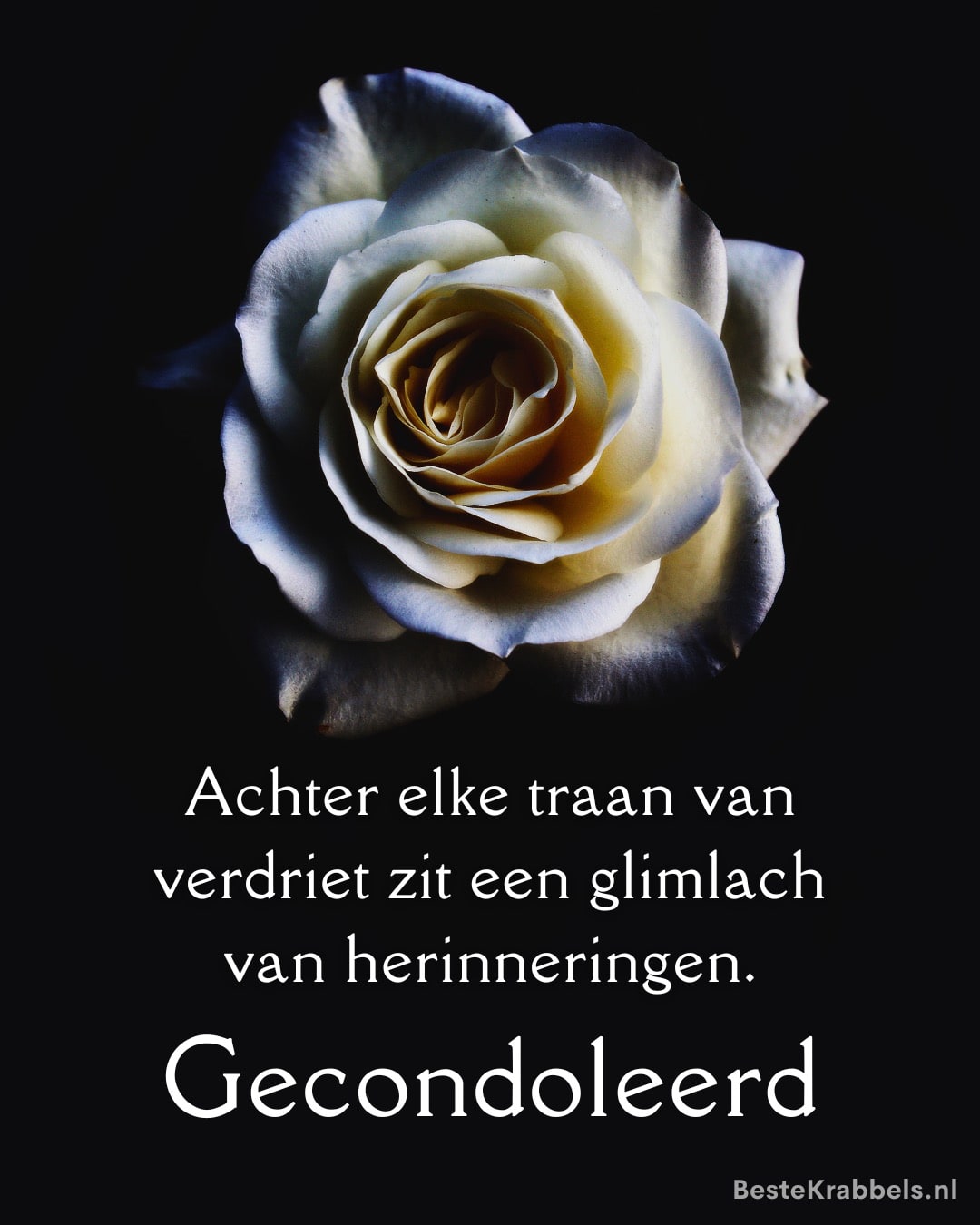 Witte roos op zwarte achtergrond met de tekst: 'Achter elke traan van verdriet zit een glimlach van herinneringen. Gecondoleerd.'