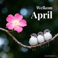Drie jonge vogeltjes op een tak bij een roze bloem, met de tekst: “Welkom April”