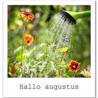 Hallo augustus