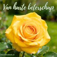 Gele roos met de tekst 'Van harte beterschap' op een groene, onscherpe achtergrond
