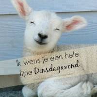 Ik wens je een hele...