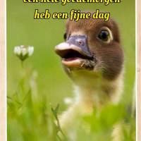 Een hele goedemorgen...