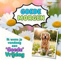 Vrolijke groet met madeliefjes en een golden retriever met bloemenkrans, tekst: Goede morgen