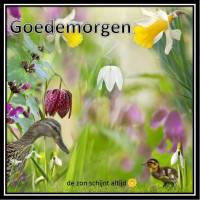 Goedemorgen