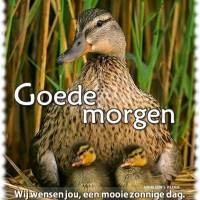 Goede morgen. Wij...