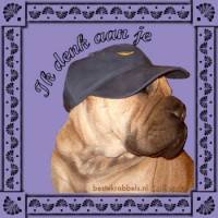 Een stoere hond met een zachte uitstraling, klaar voor een dagje uit!