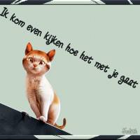 Ik kom even kijken...