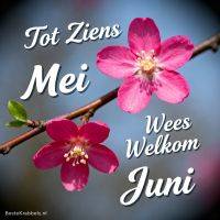 Twee roze bloesems aan een tak met de tekst tot ziens mei, wees welkom juni