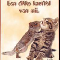 Een onverwachte vriendschap tussen een kitten en een eekhoorn, een moment van pure genegenheid.