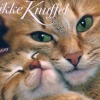 Dikke Knuffel