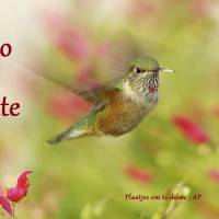 Hallo Lente