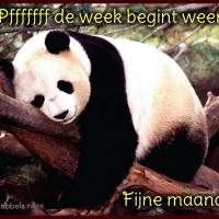 Een panda die de maandagmoeheid belichaamt. 