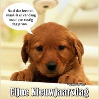 Een jonge puppy kijkt vermoeid na een lange nieuwjaarsnacht, klaar om de dag rustig door te brengen.