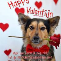 Happy Valentijn Voor...