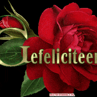 Een levendige rode roos met de tekst 'Gefeliciteerd' in groene letters, versierd met blaadjes