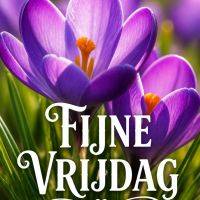 Paarse krokussen in het zonlicht met de tekst ‘Fijne vrijdag’