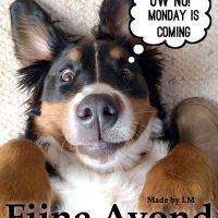 Een schattige hond lijkt verrast te zijn, met een gedachteballon 'Ow no! Monday is coming'. Tekst: Fijne Avond